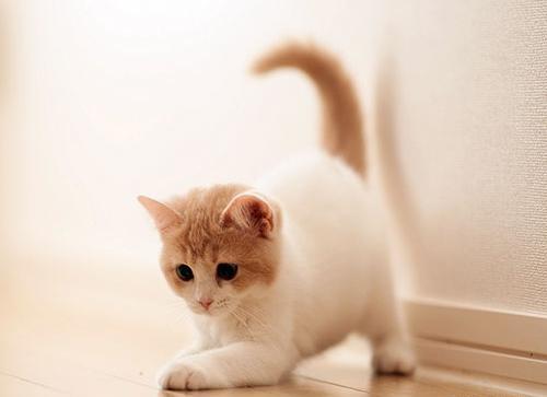 عکس توله گربه برای پروفایل