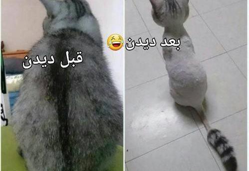 خنده دار ترین عکس های گربه