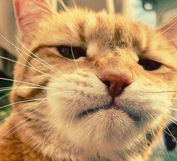 عکس گربه های خیلی خنده دار