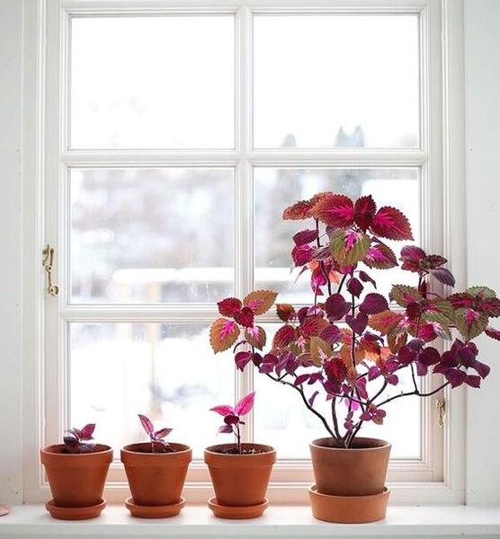 عکس گل طبیعی خانگی برای پروفایل