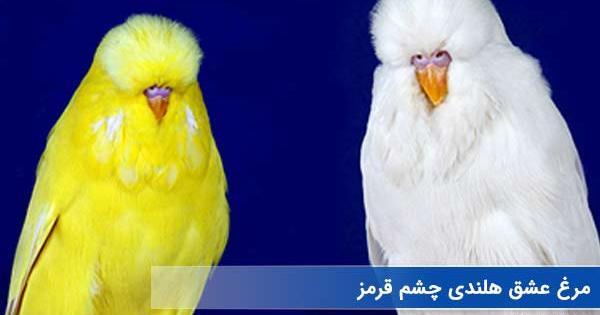 عکس مرغ عشق هندی