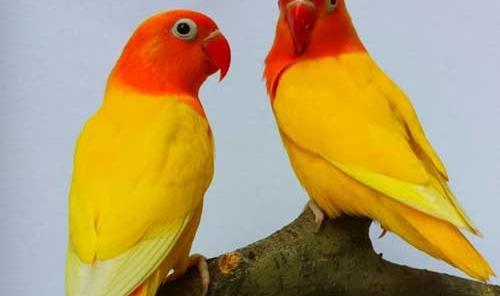 عکس مرغ عشق هندی