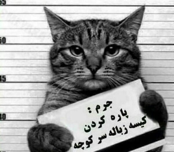 خنده دار ترین عکس گربه