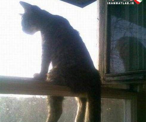 عکسهای خنده دار از گربه های خسته