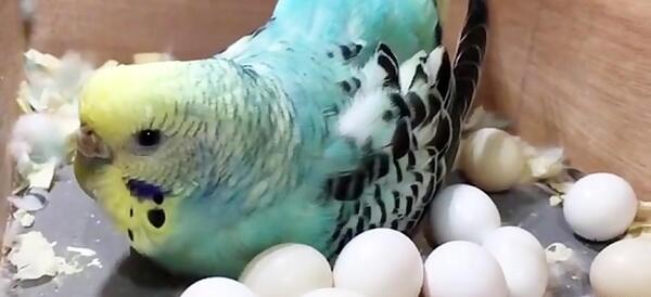 عکس مرغ عشق ابی و سبز