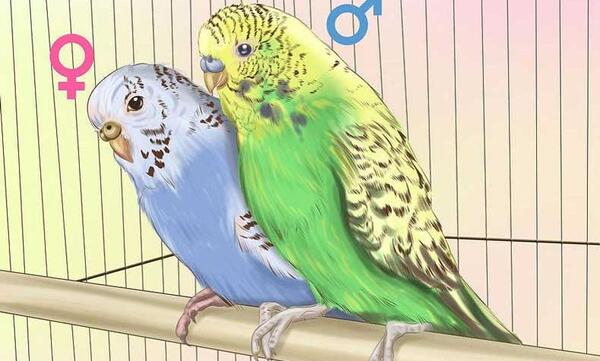 عکس مرغ عشق ماده و نر