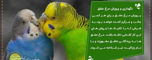عکس مرغ عشق در خانه
