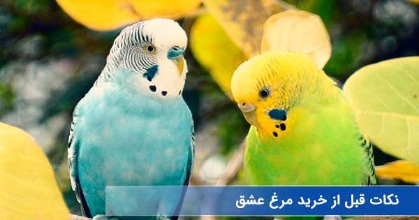 عکس مرغ عشق در خانه