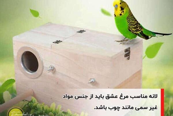 عکس مرغ عشق در خانه