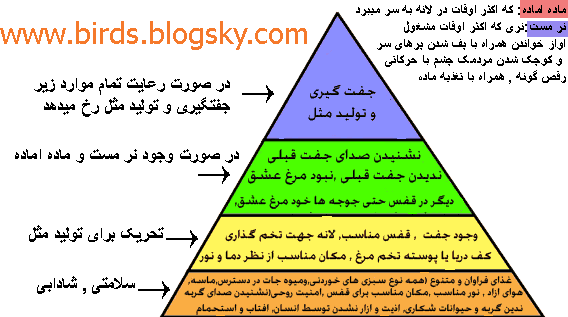 عکس برنامه غذایی مرغ عشق