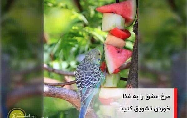عکس برنامه غذایی مرغ عشق