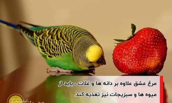 عکس برنامه غذایی مرغ عشق