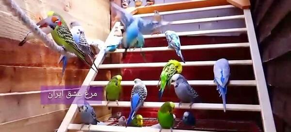 عکس مرغ عشق و فنچ