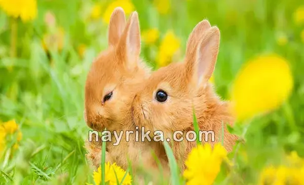 عکس خرگوش زخمی