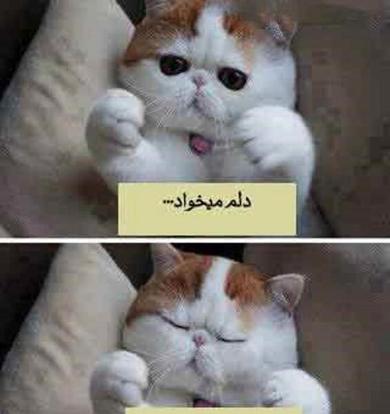 عکس های گربه ی خنده دار