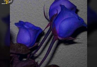 عکس گل رز ابی طبیعی