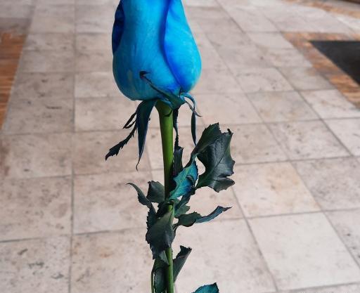 عکس گل رز ابی طبیعی