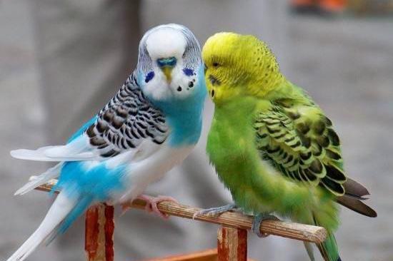 عکس دوتا مرغ عشق عاشق