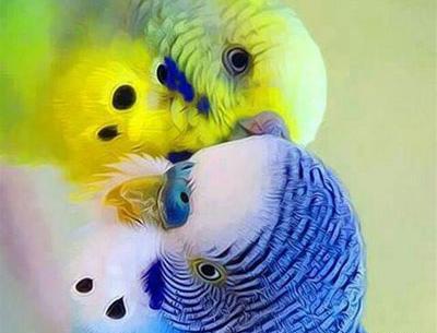 عکس دوتا مرغ عشق عاشق