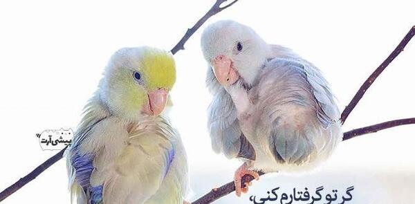 عکس مرغ عشق برای پروفایل