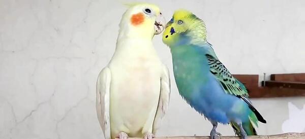 عکس مرغ عشق هلندی