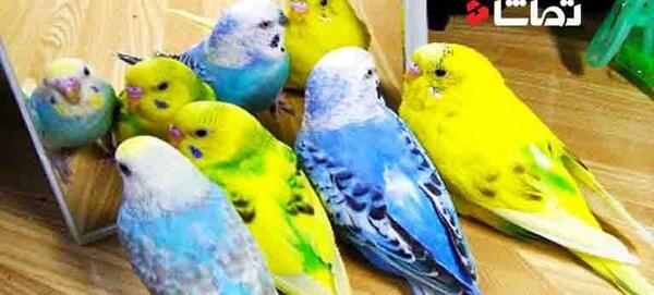 عکس مرغ عشق خنده دار