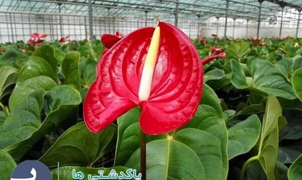 عکس گل طبیعت ایران
