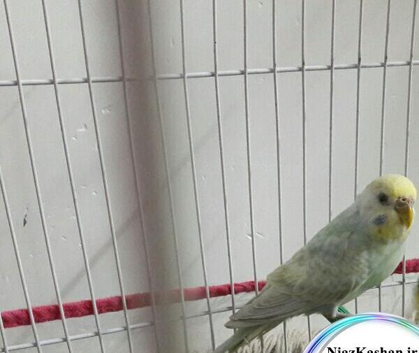 عکس مرغ عشق انگلیسی ماده