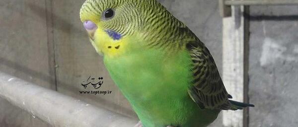 عکس مرغ عشق انگلیسی ماده