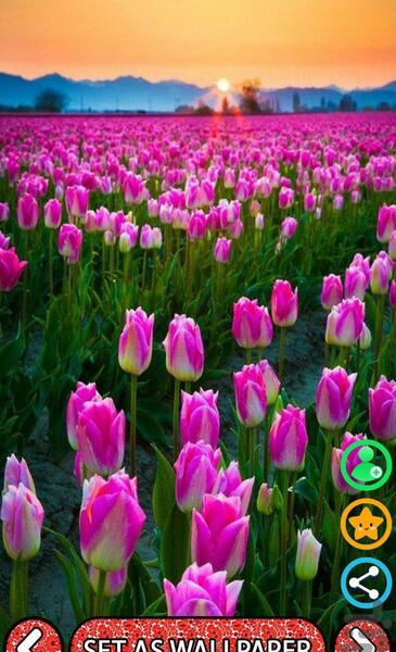 عکس تصویر زمینه گوشی گل