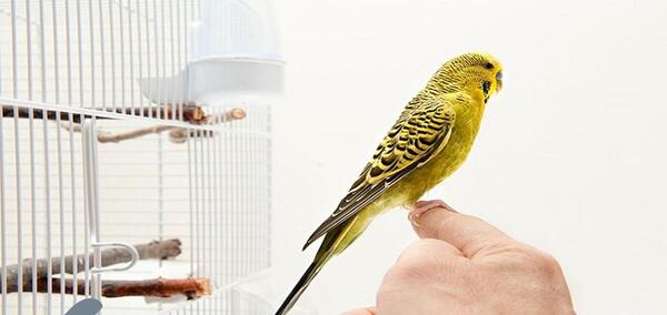 عکس مرغ عشق یک ساله