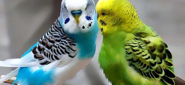 عکس مرغ عشق آبی سفید