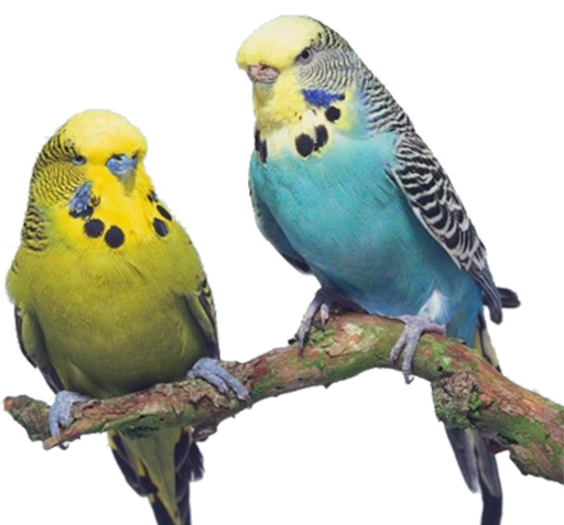 عکس گرافیکی مرغ عشق