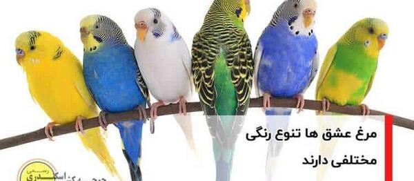 عکس مرغ عشق یلوفیس