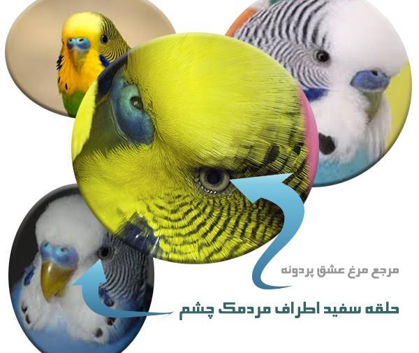 عکس مرغ عشق انگلیسی نر