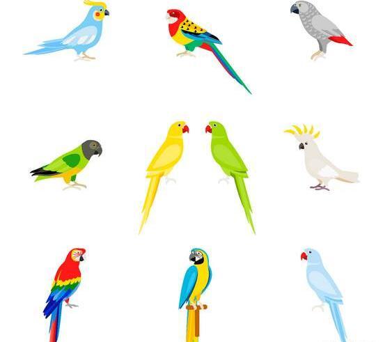 عکس مرغ عشق برای نقاشی