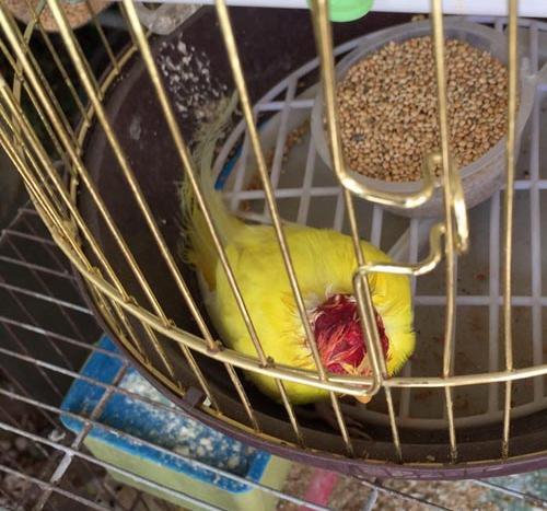 عکس مرغ عشق در حال مرگ