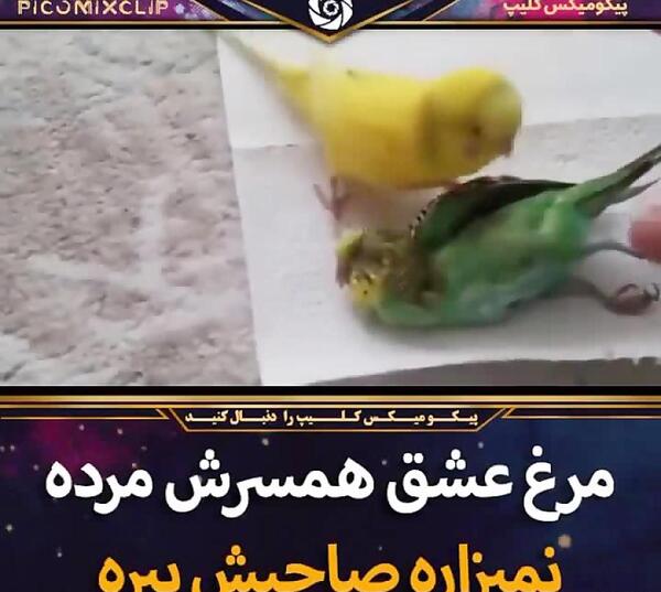 عکس مرغ عشق در حال مرگ