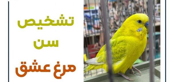 عکس مرغ عشق پیر