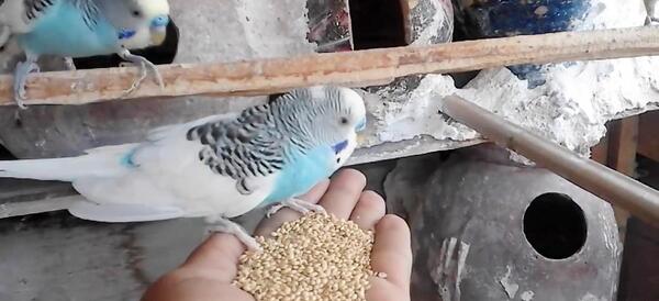 عکس مرغ عشق پیر