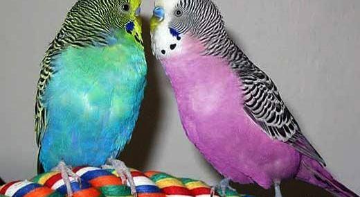 عکس مرغ عشق نارنجی