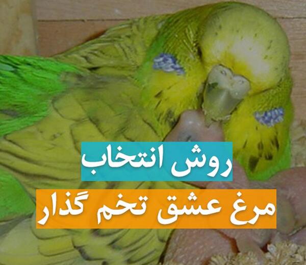 عکس مرغ عشق سبز ماده
