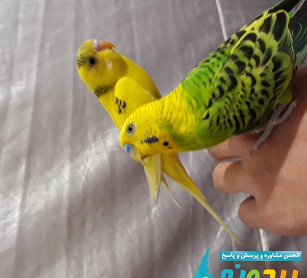 عکس مرغ عشق سبز ماده