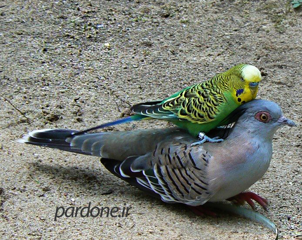 عکس مرغ عشق طوسی