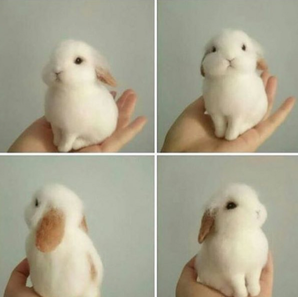عکس طنز خرگوش