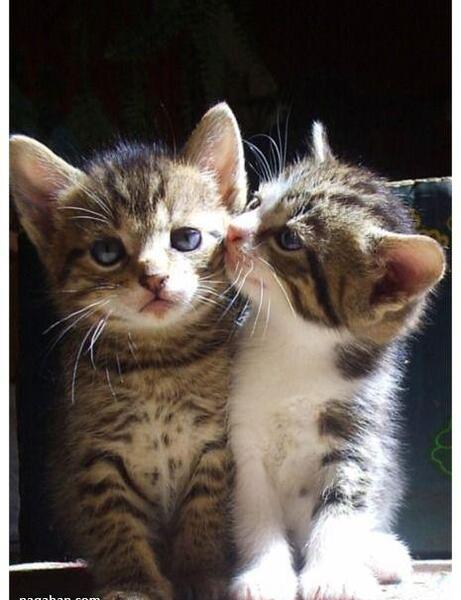 عکس گربه خنده دار برای استیکر