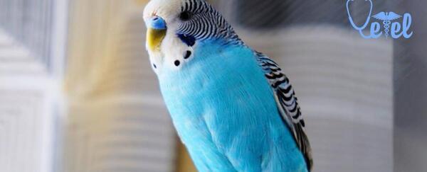 عکس مرغ عشق سرما خورده
