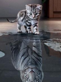 عکس تصویر زمینه گوشی ببر