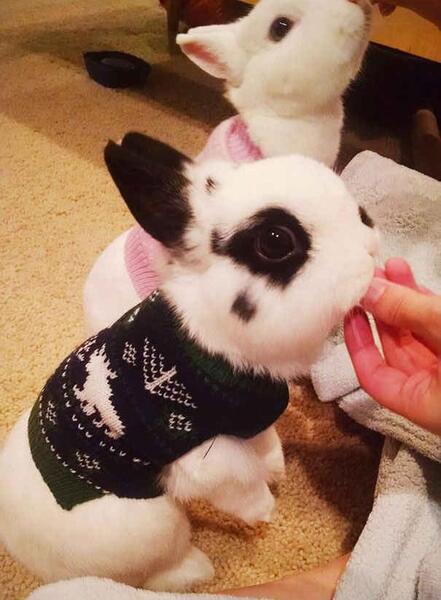 عکس لباس مرغ عشق