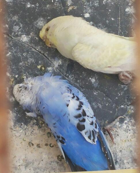 عکس لباس مرغ عشق